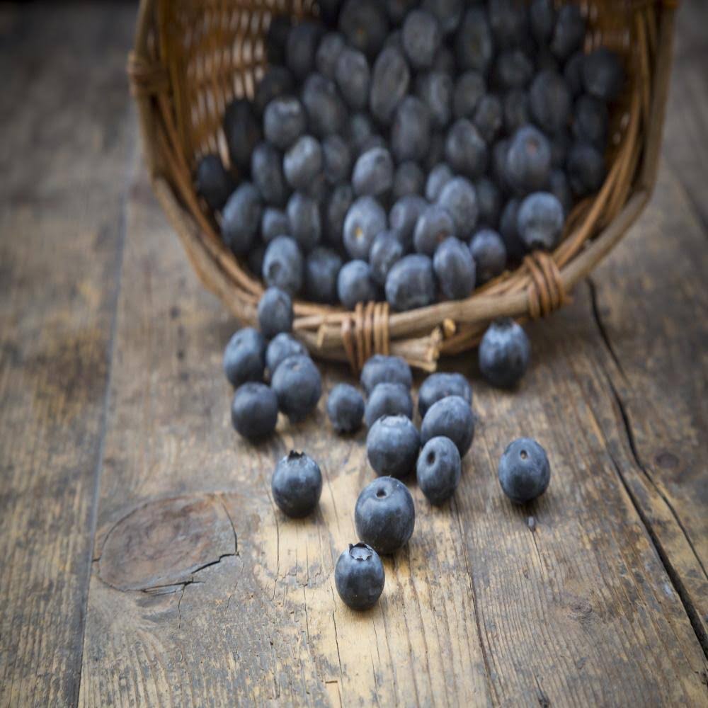 Freeze Dried Blueberries Case Pack M853334