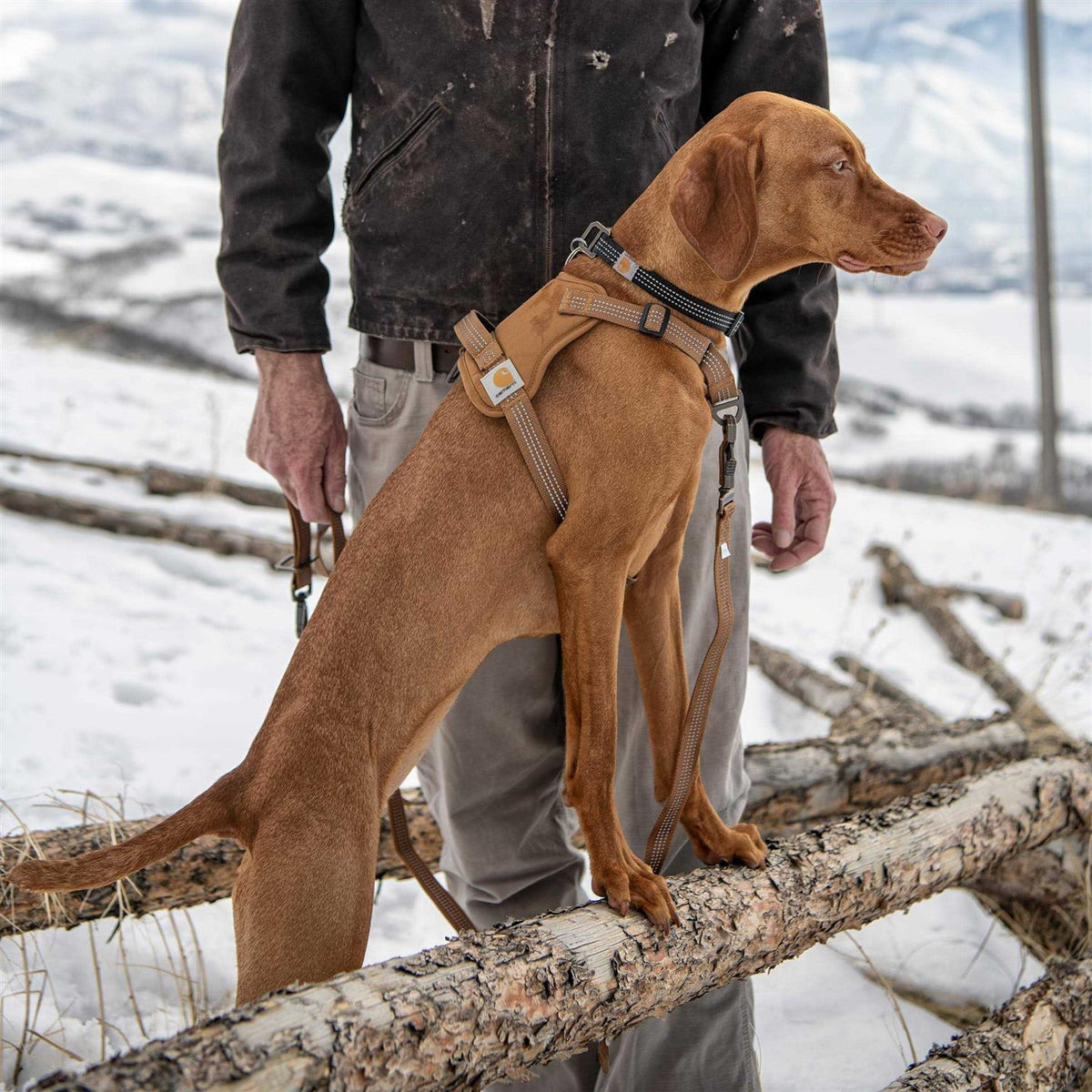 Nylon Duck Dog Harness W813