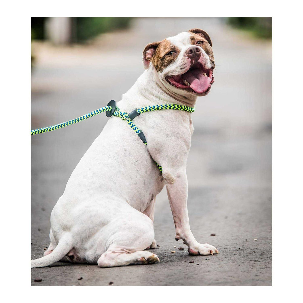 Dog Harness H512