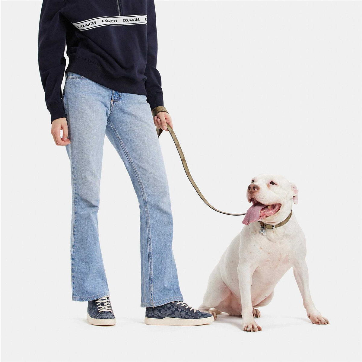 Boxed Pet Leash In Signature Canvas W50073