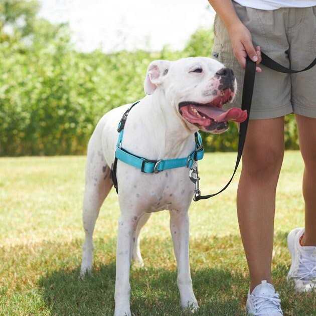 Padded Reflective No Pull Harness M5965