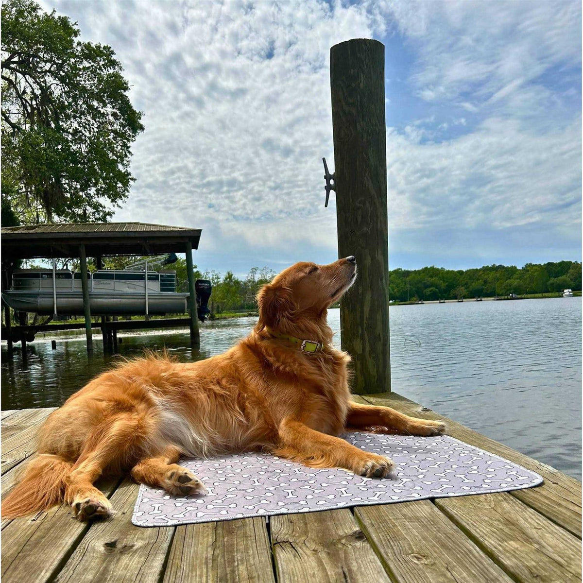 Bone Print Washable Reusable Pee Pads for Dogs W60526