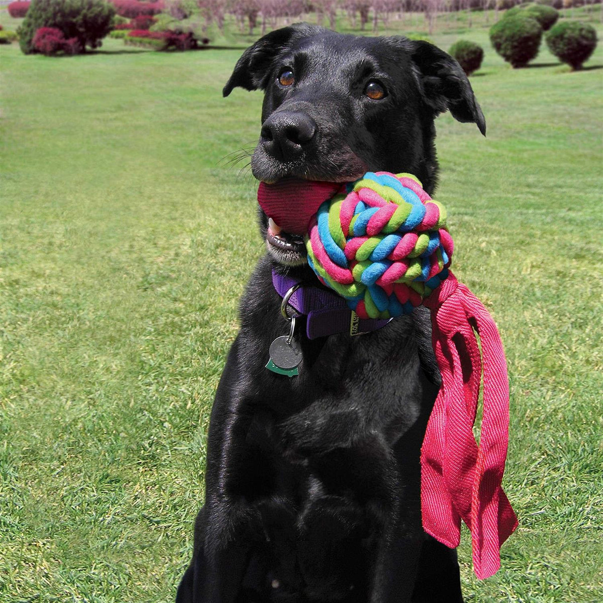 Dog Toy I407045