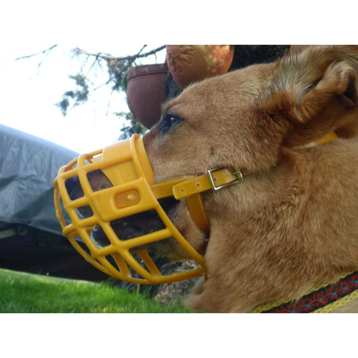 Plastic Dog Muzzle with Adjustable Headstall W932051