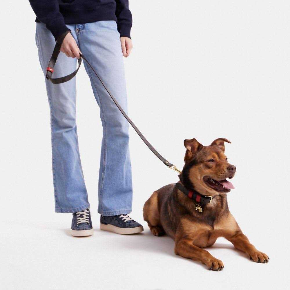 Boxed Pet Leash In Signature Canvas W50073