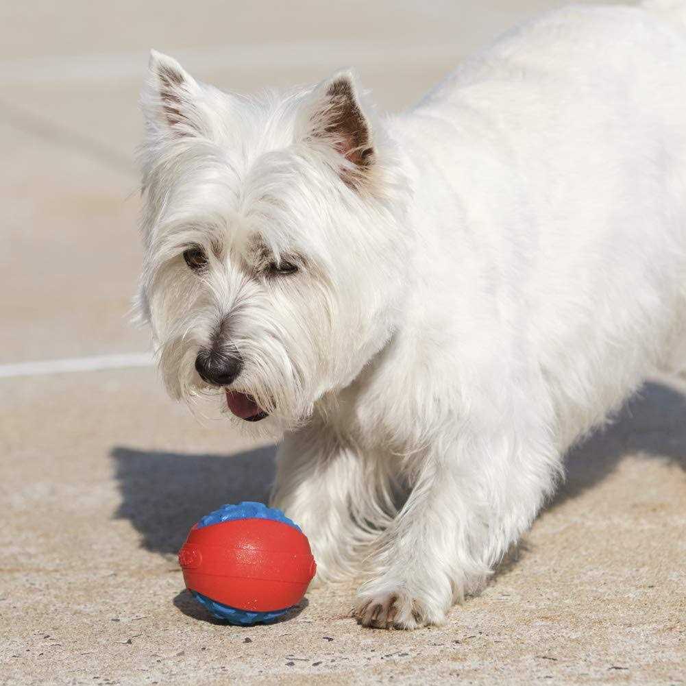 Armor Ball Dog Toy I82306