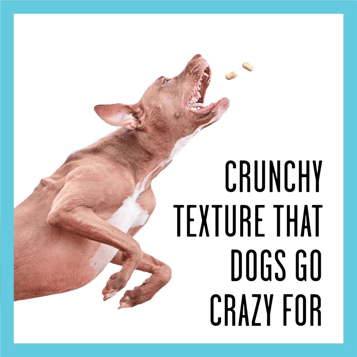 Dog Treats T903